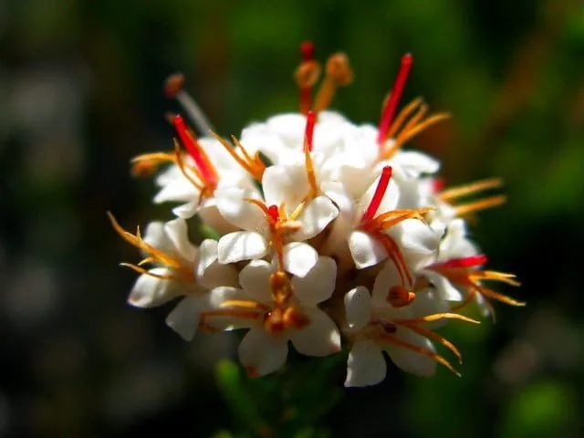Special Kenilworth Flora