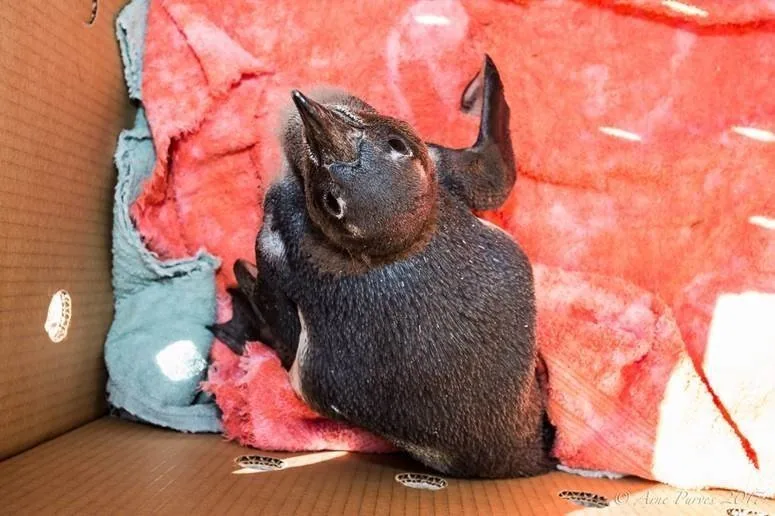 Penguin Chick Rescue
