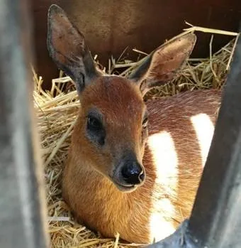 Cape Grysbok Capture