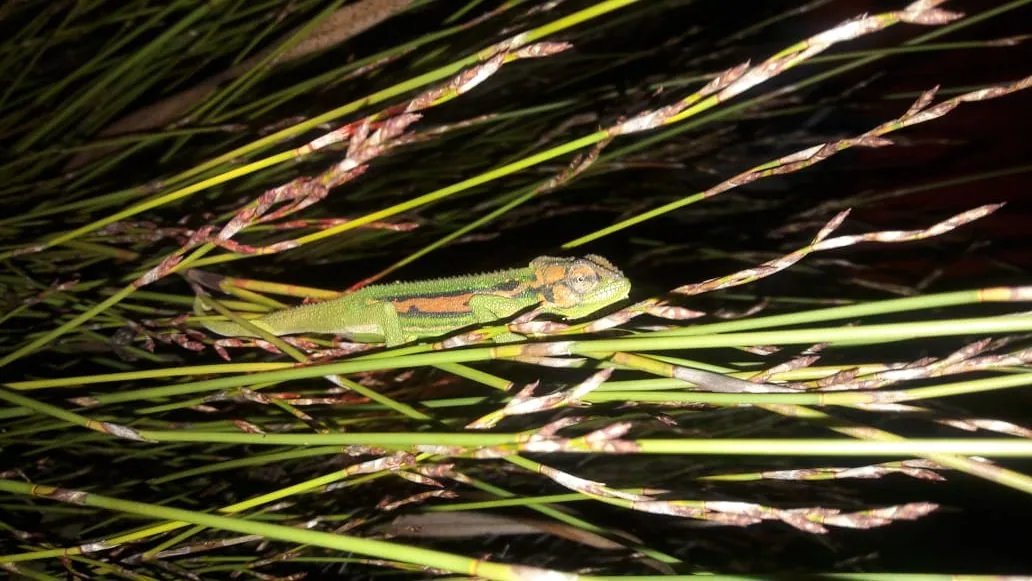 Chameleon Spotting