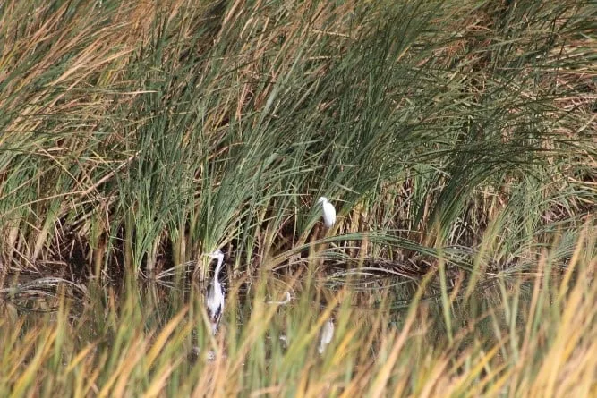 Heronry at Zoarvlei