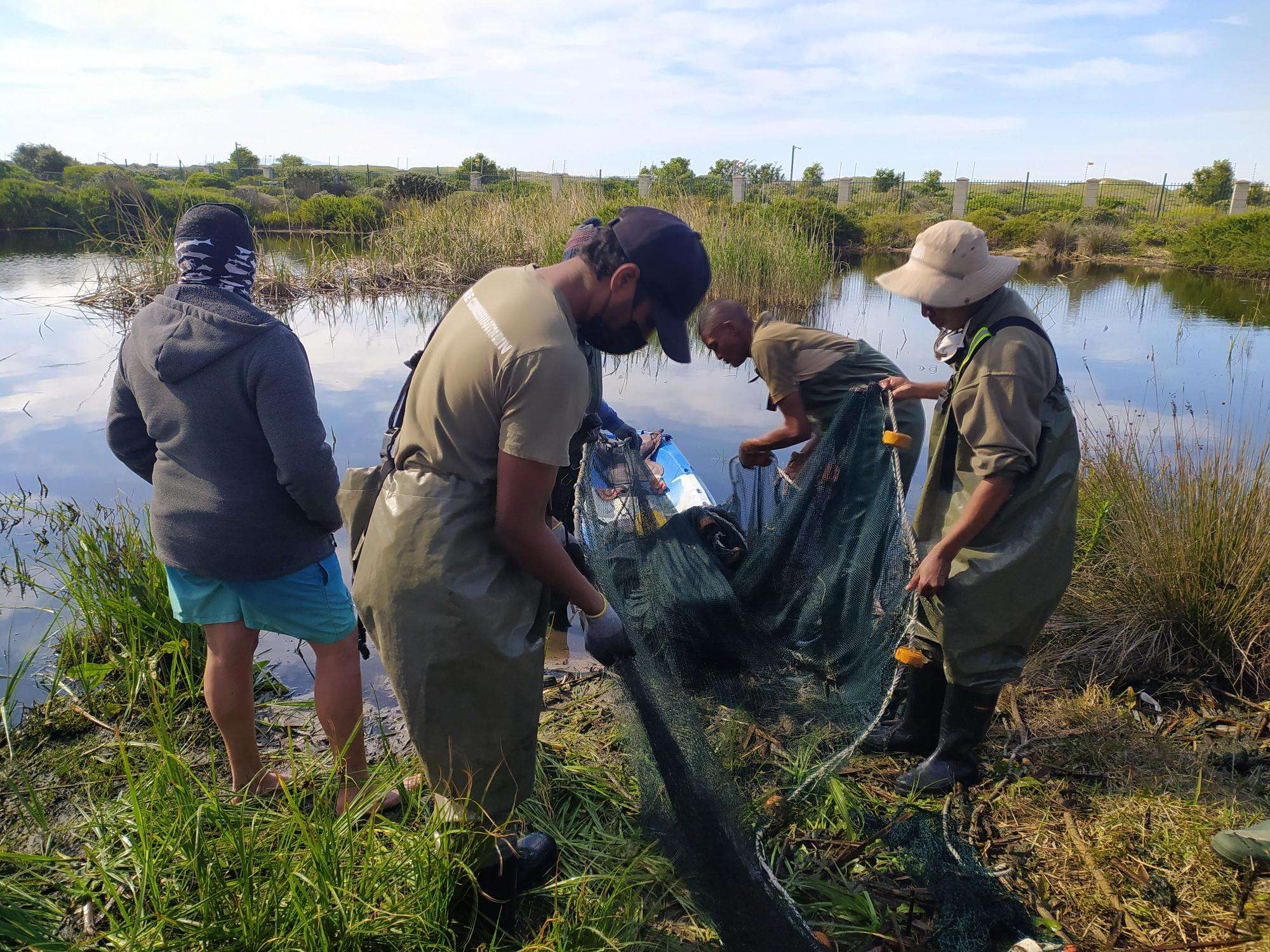 Catching up with Muizenberg East Biodiversity Cluster, photo 12