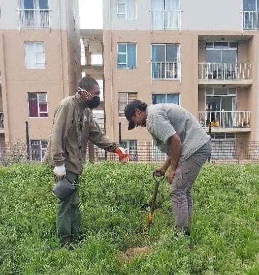Catching up with Muizenberg East Biodiversity Cluster, photo 5