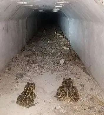 Toads in the holes!