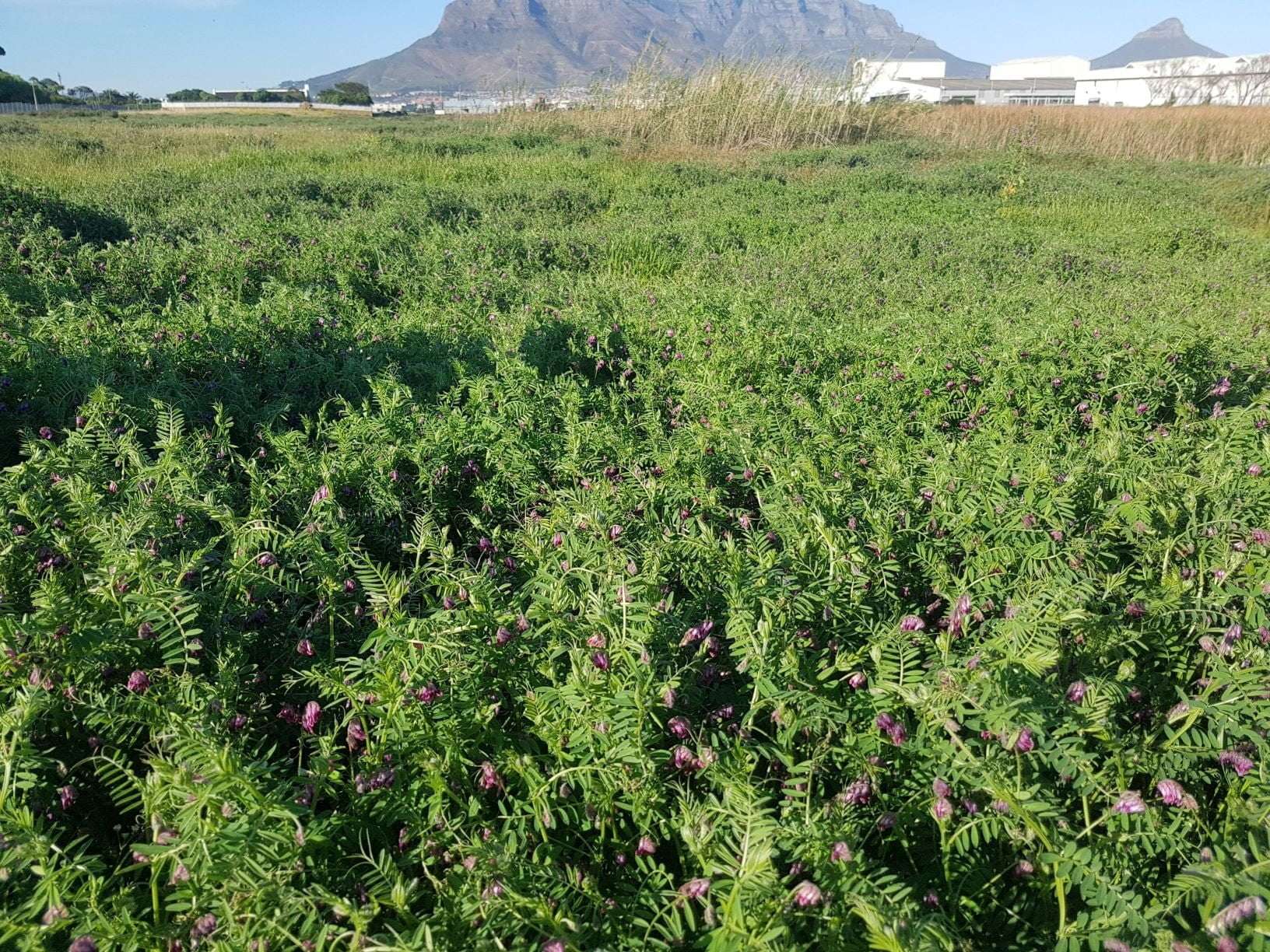 Clearing Emergent Weeds in the Table Bay Nature Reserve, photo 2