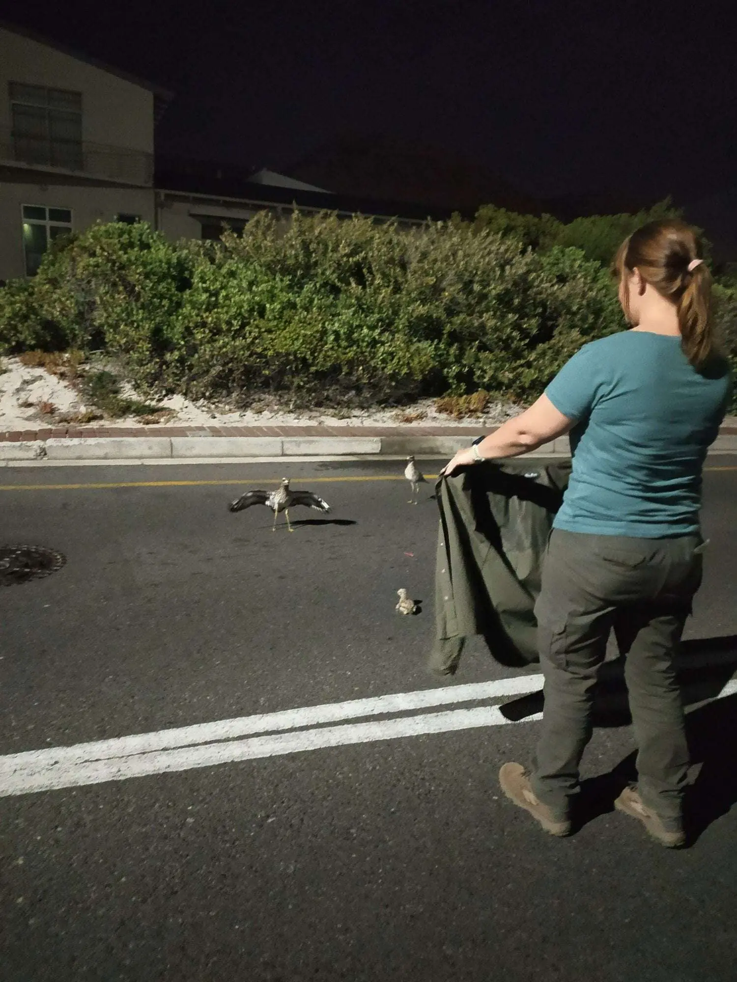 Full Moon Animal Night Count at Muizenberg East