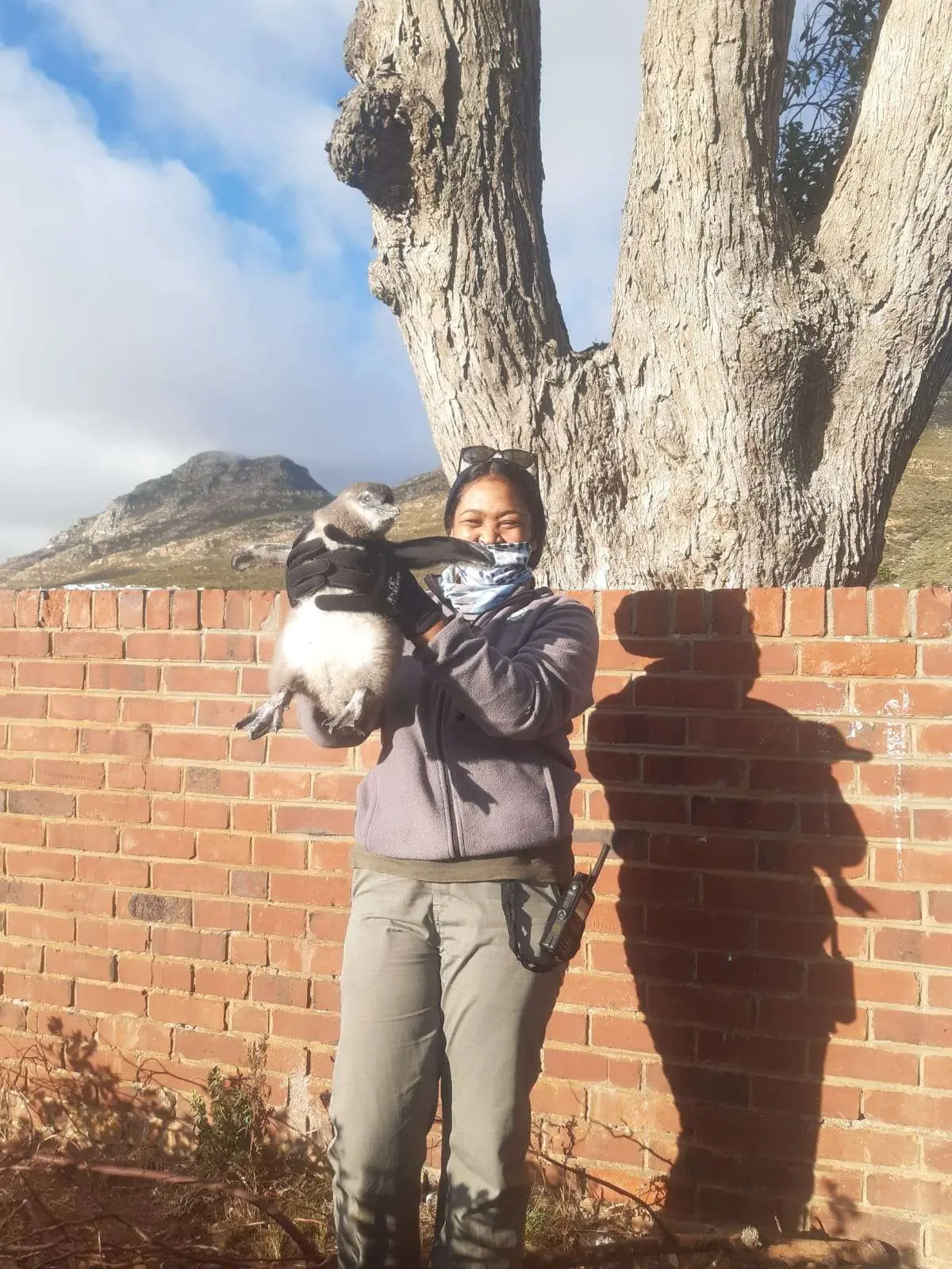 From Volunteer To Full-Time Penguin Ranger, photo 1