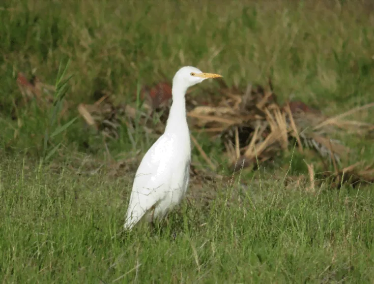 Meet Zoarvlei’s Three Amigos…, photo 1