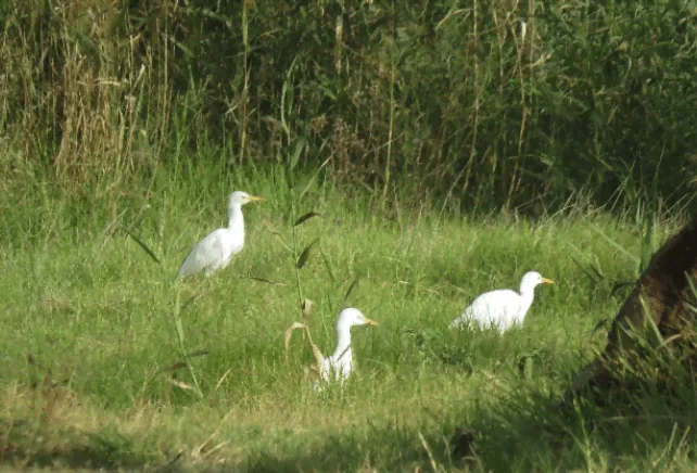 Meet Zoarvlei’s Three Amigos…