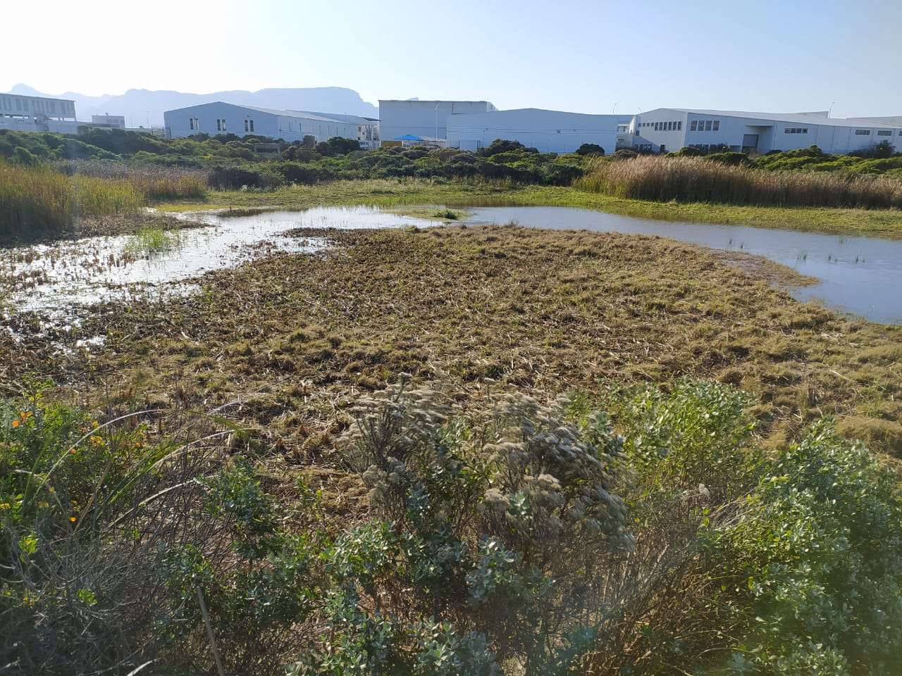Reed clearing day at Soralia Village wetland, photo 2