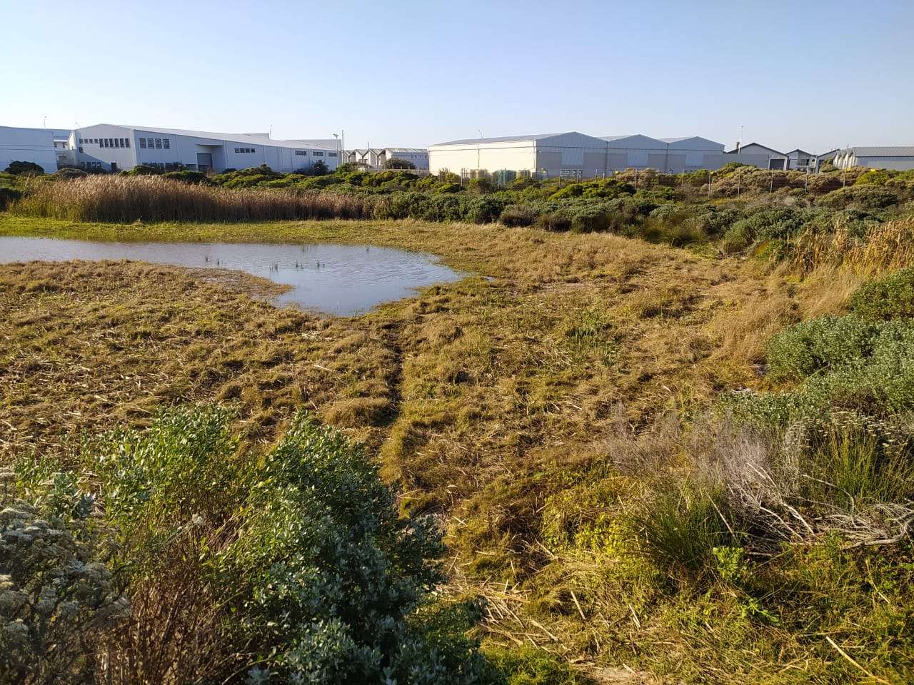 Reed clearing day at Soralia Village wetland, photo 3