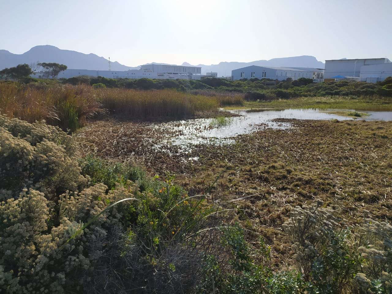 Reed clearing day at Soralia Village wetland, photo 4