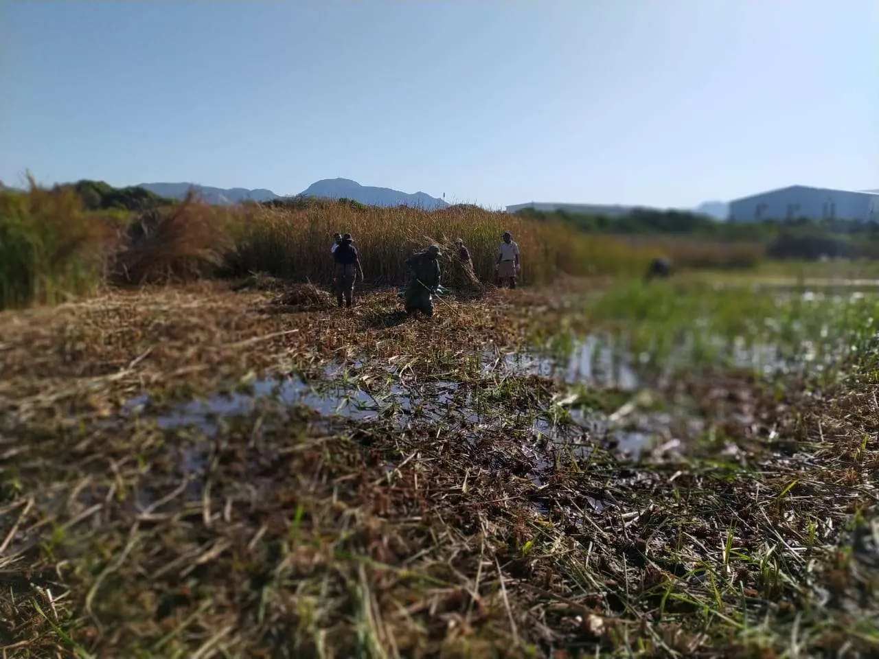 Reed clearing day at Soralia Village wetland, photo 5