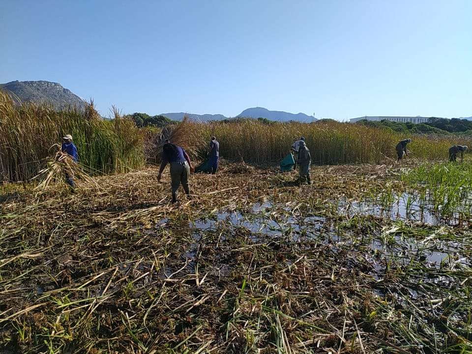 Reed clearing day at Soralia Village wetland