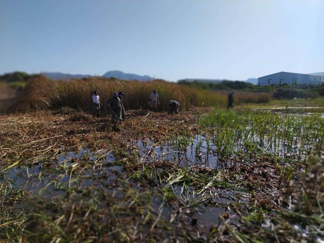 Reed clearing day at Soralia Village wetland, photo 7