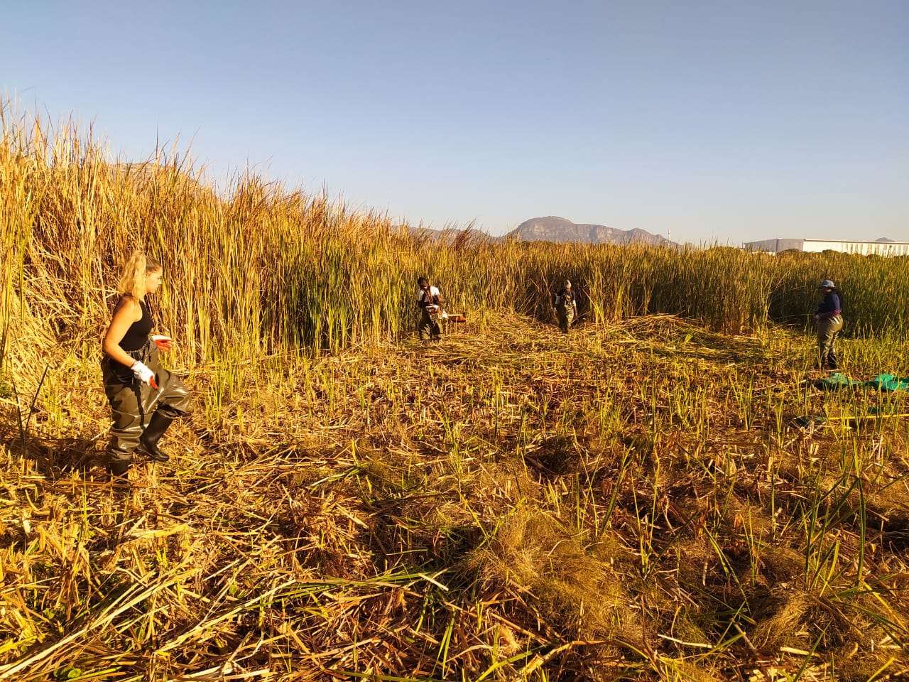 Reed clearing day at Soralia Village wetland, photo 8