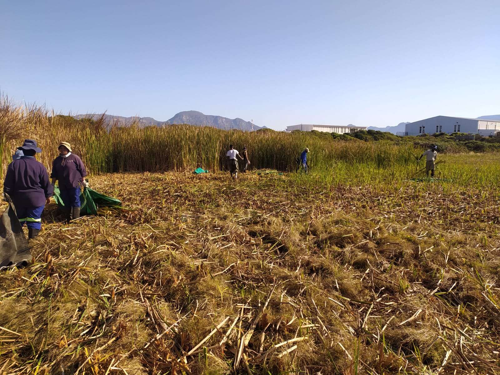Reed clearing day at Soralia Village wetland, photo 9