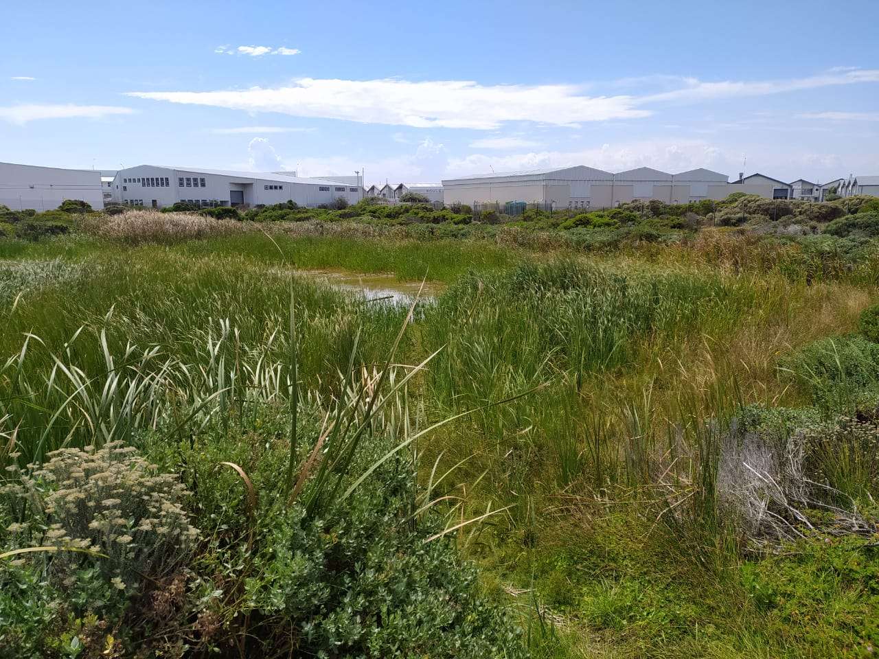 Reed clearing day at Soralia Village wetland, photo 1