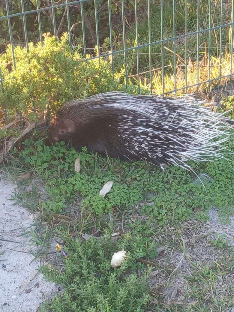 Porcupine rescue at Soralia Village, photo 4