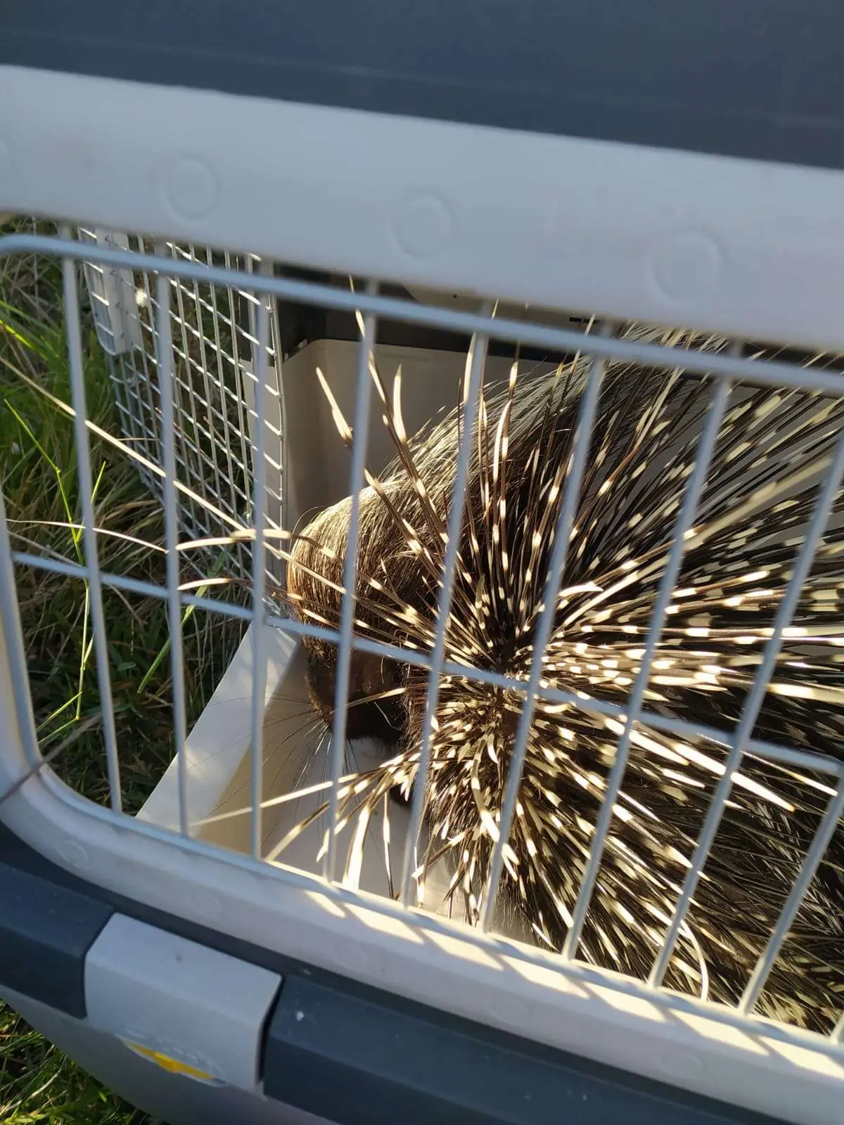 Porcupine rescue at Soralia Village, photo 2