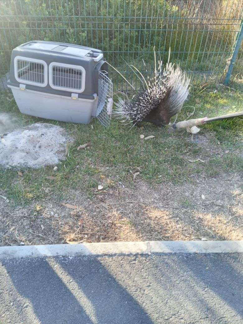 Porcupine rescue at Soralia Village, photo 3
