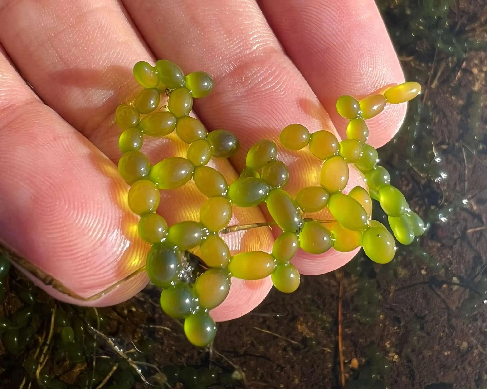 A rare treasure of biodiversity revealed within a piece of nature conserved within the heart of the City.