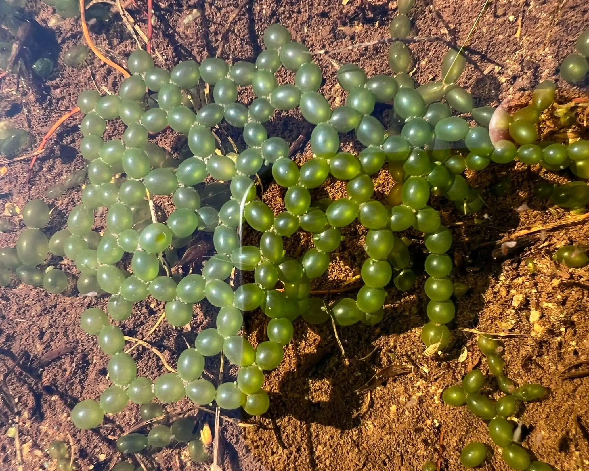 A rare treasure of biodiversity revealed within a piece of nature conserved within the heart of the City., photo 2