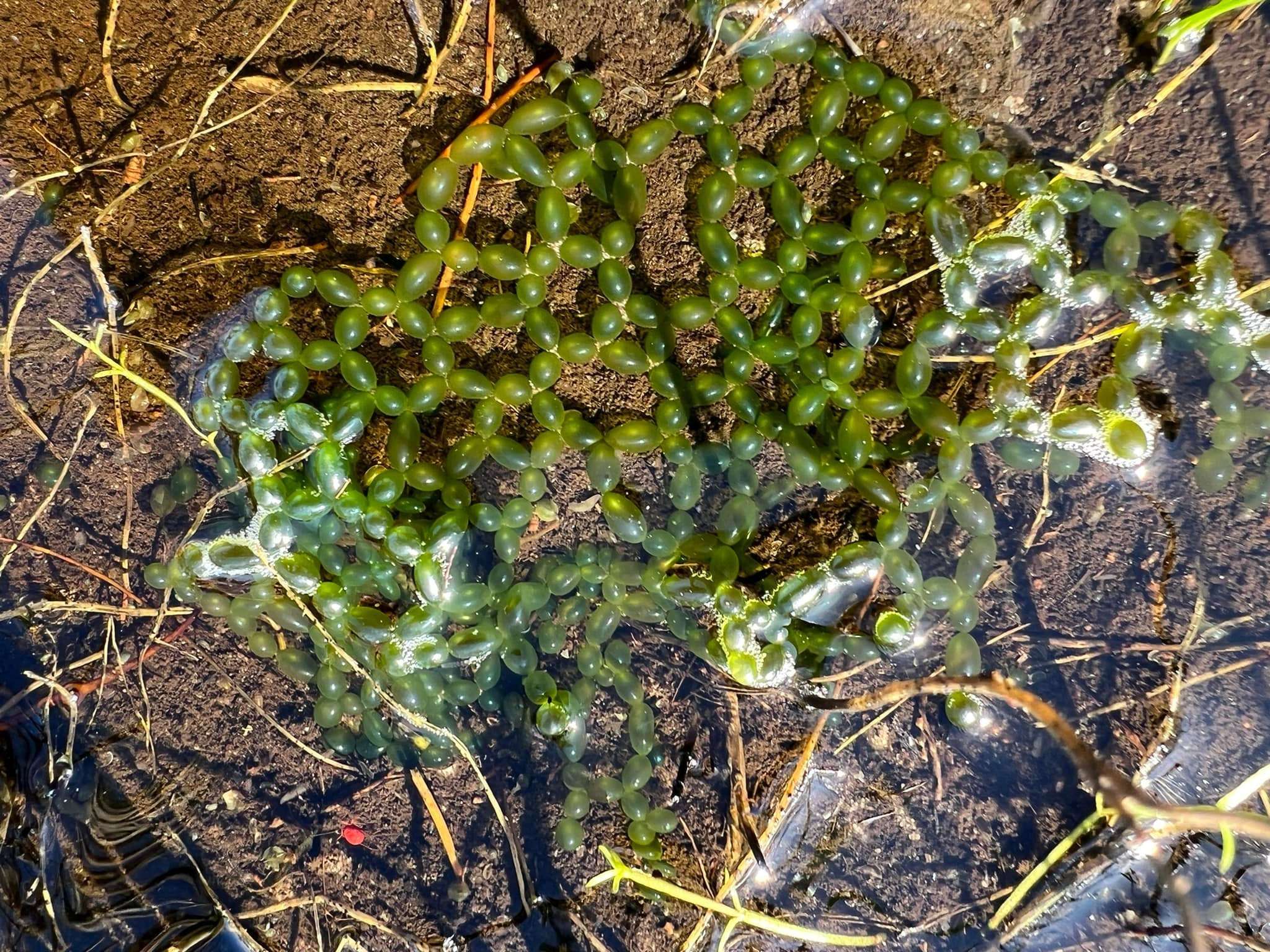 A rare treasure of biodiversity revealed within a piece of nature conserved within the heart of the City., photo 4