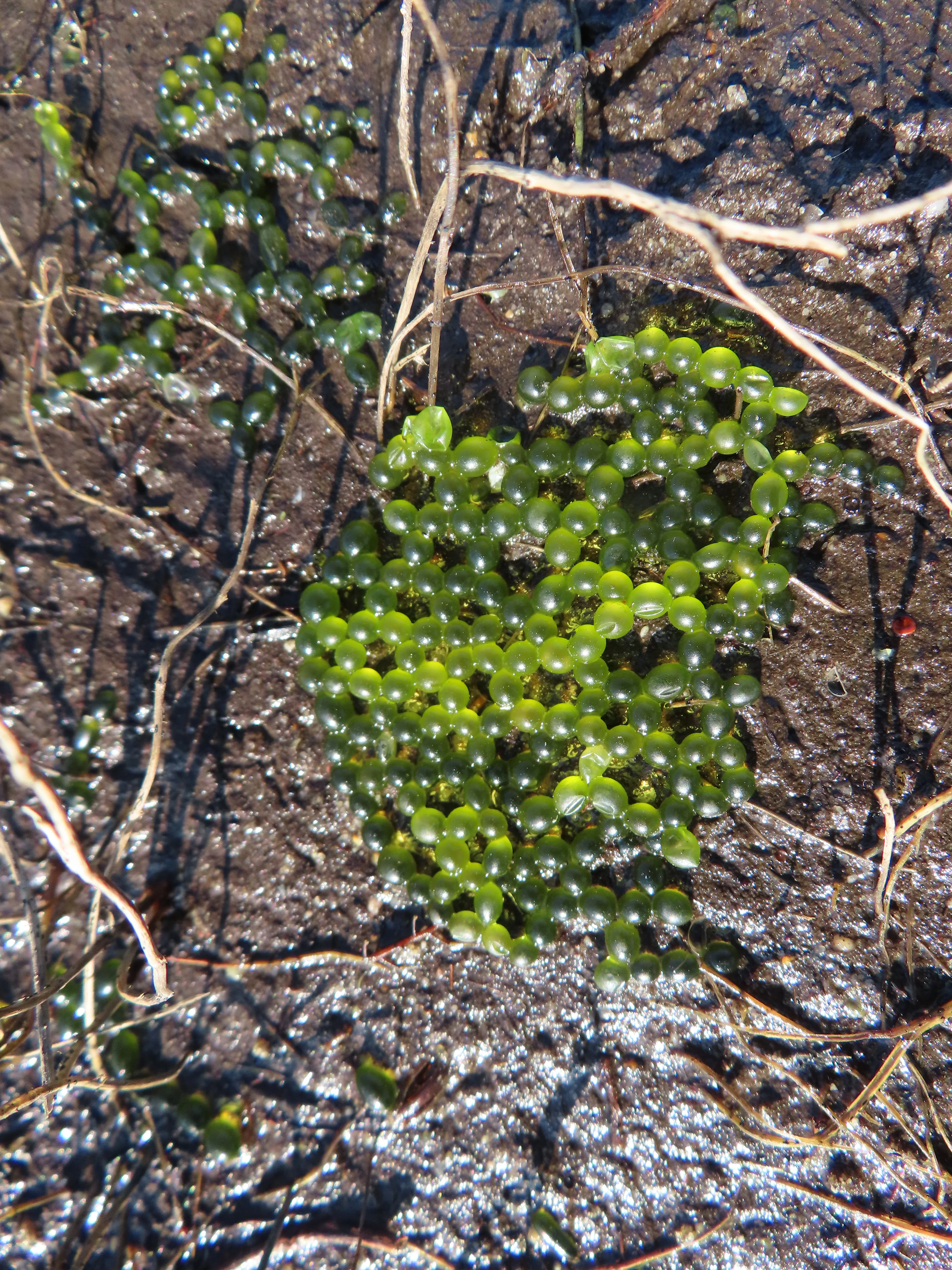 A rare treasure of biodiversity revealed within a piece of nature conserved within the heart of the City., photo 5