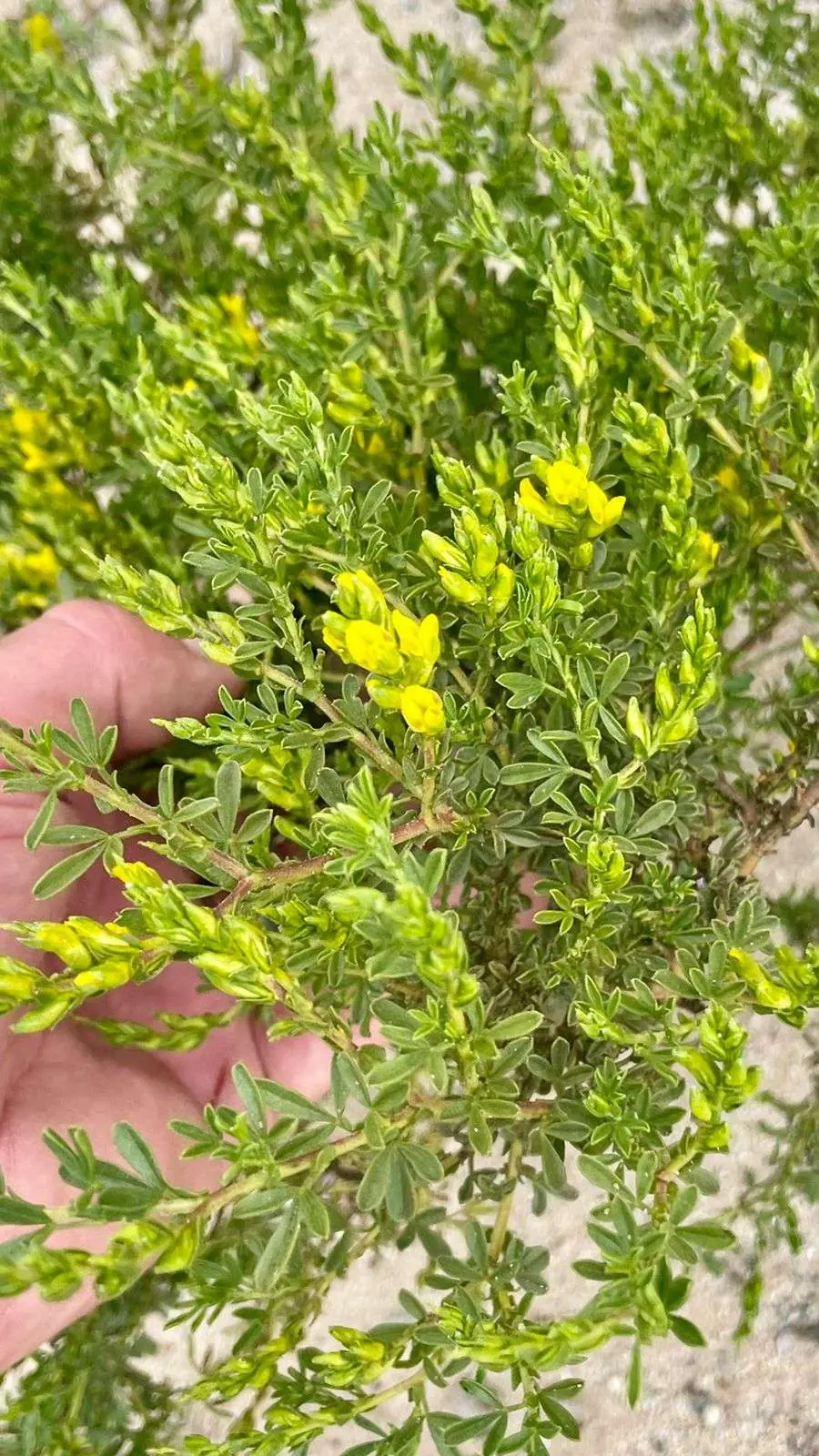 Nature Connect at MEDECOS, photo 8