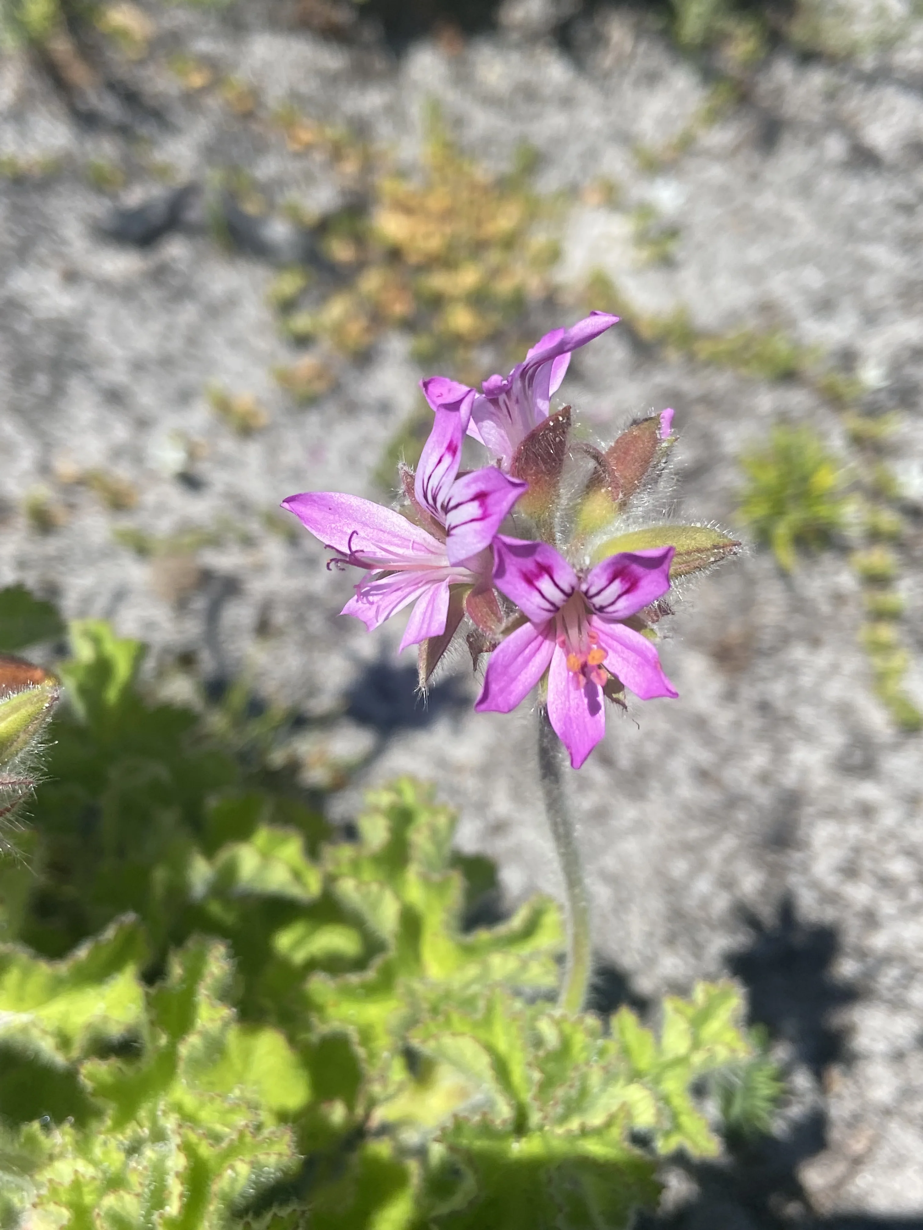 Connecting with Nature for Mental Health, photo 7