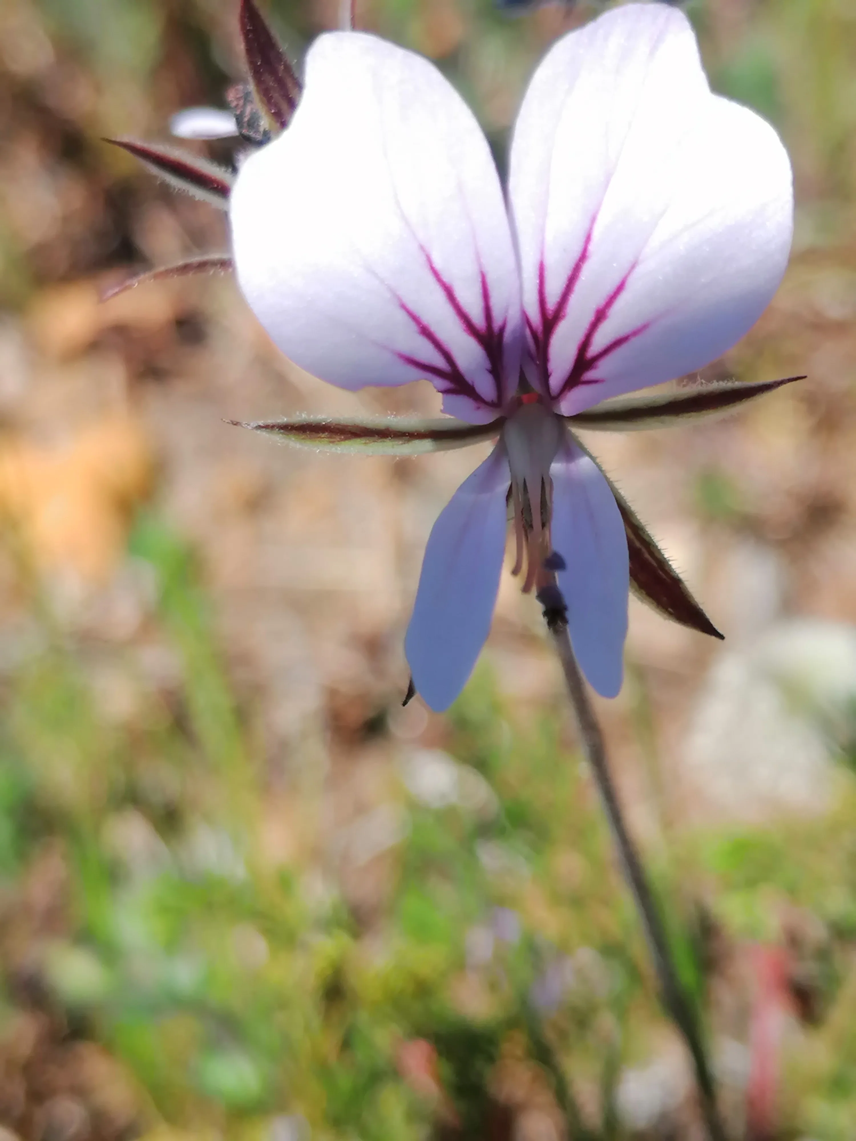 Connecting with Nature for Mental Health, photo 18