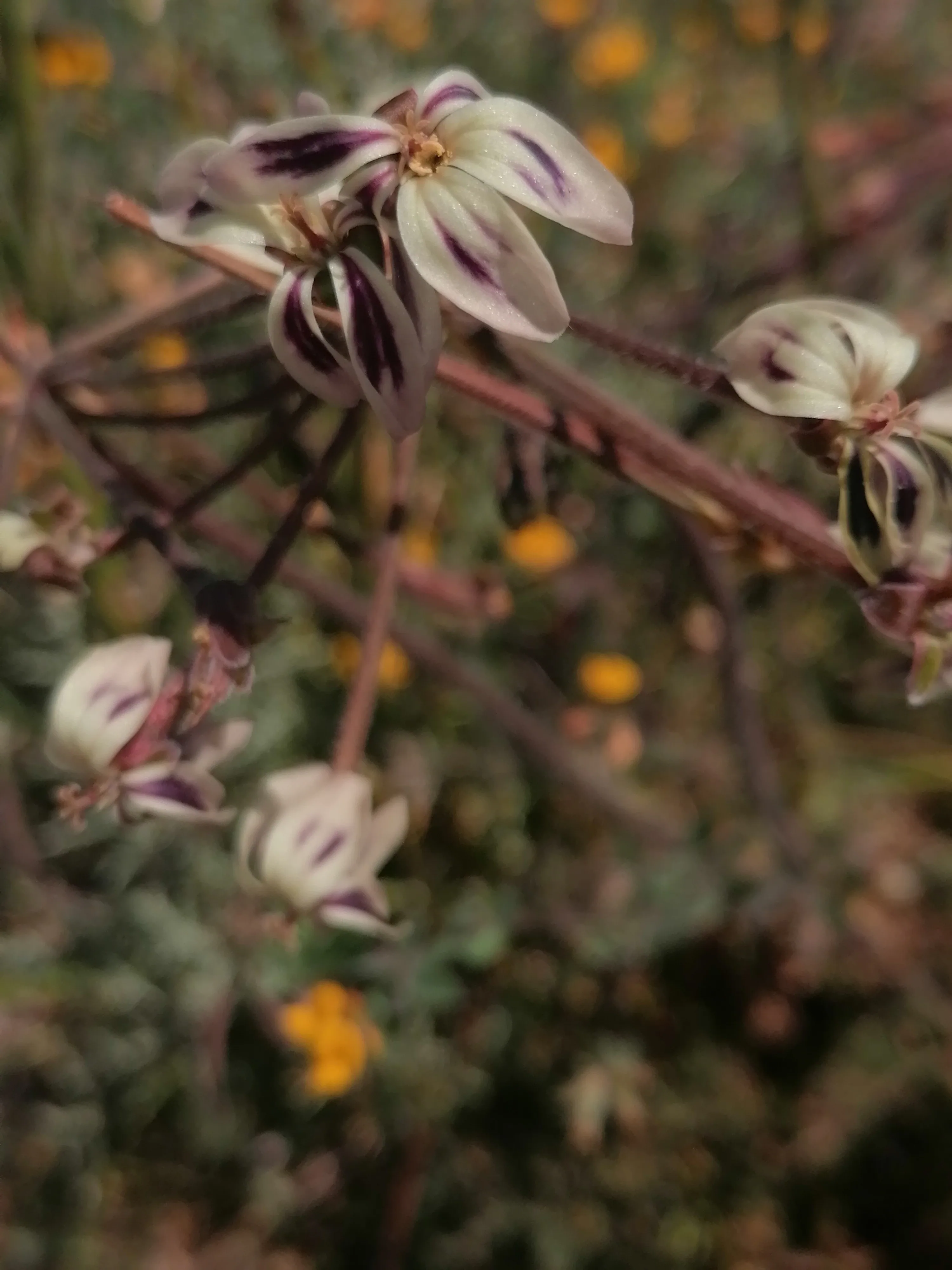 Connecting with Nature for Mental Health, photo 19