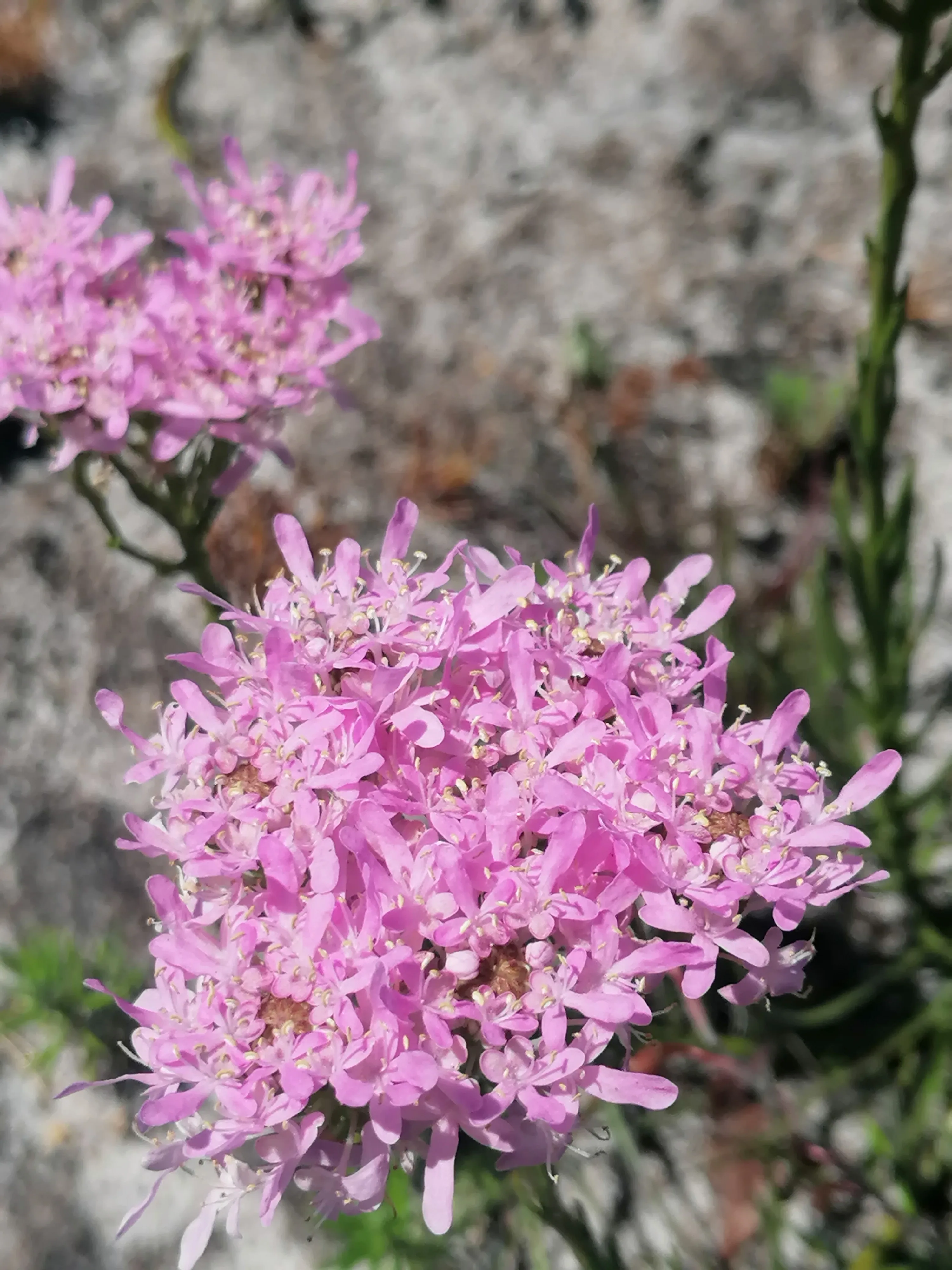 Connecting with Nature for Mental Health, photo 21