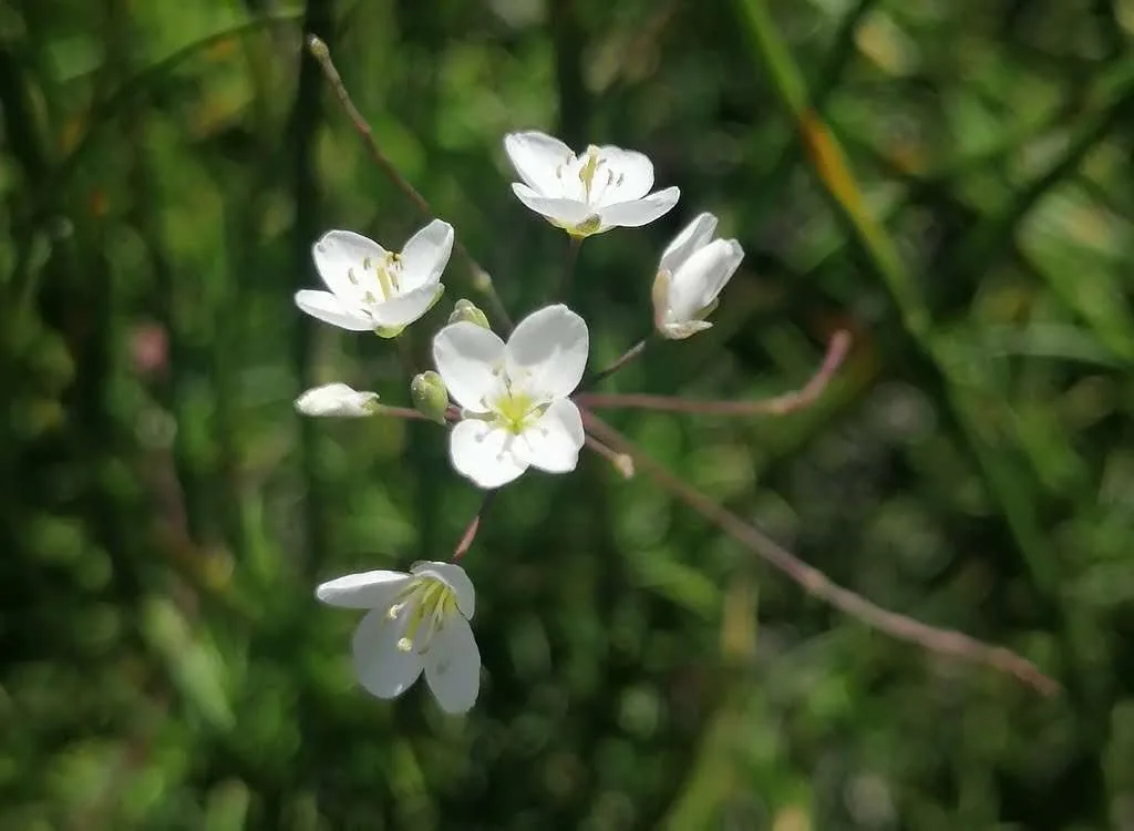 Connecting with Nature for Mental Health, photo 14