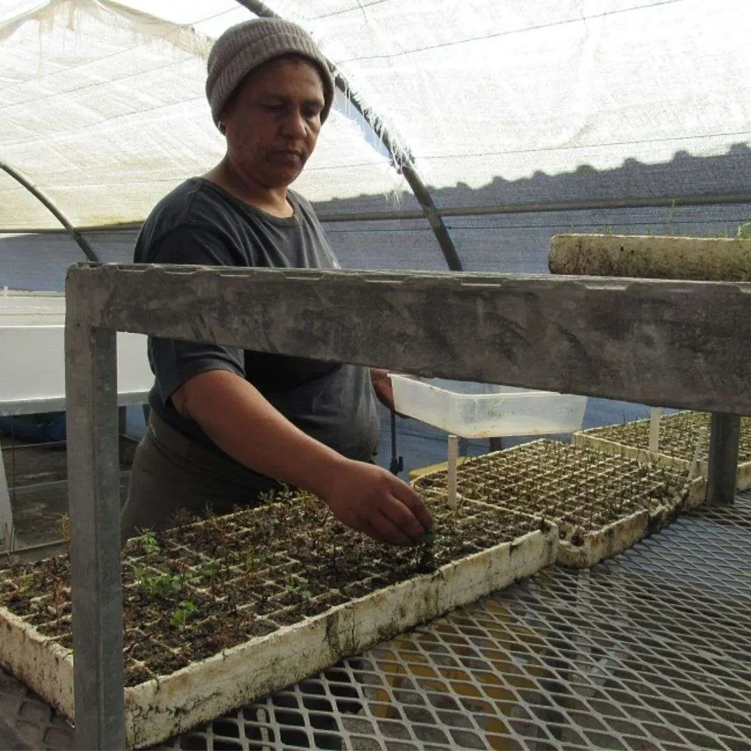 Kenilworth Racecourse Nursery and Restoration Campaigns