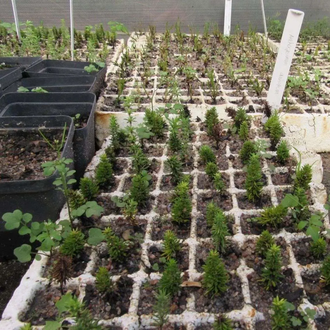 Kenilworth Racecourse Nursery and Restoration Campaigns, photo 1