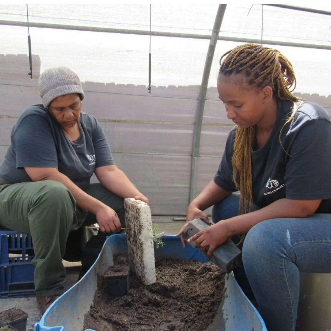 Kenilworth Racecourse Nursery and Restoration Campaigns, photo 2
