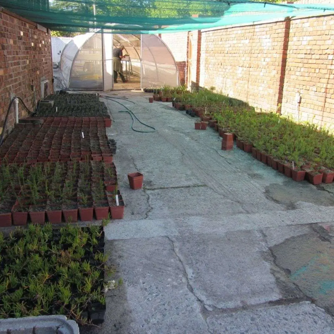 Kenilworth Racecourse Nursery and Restoration Campaigns, photo 3
