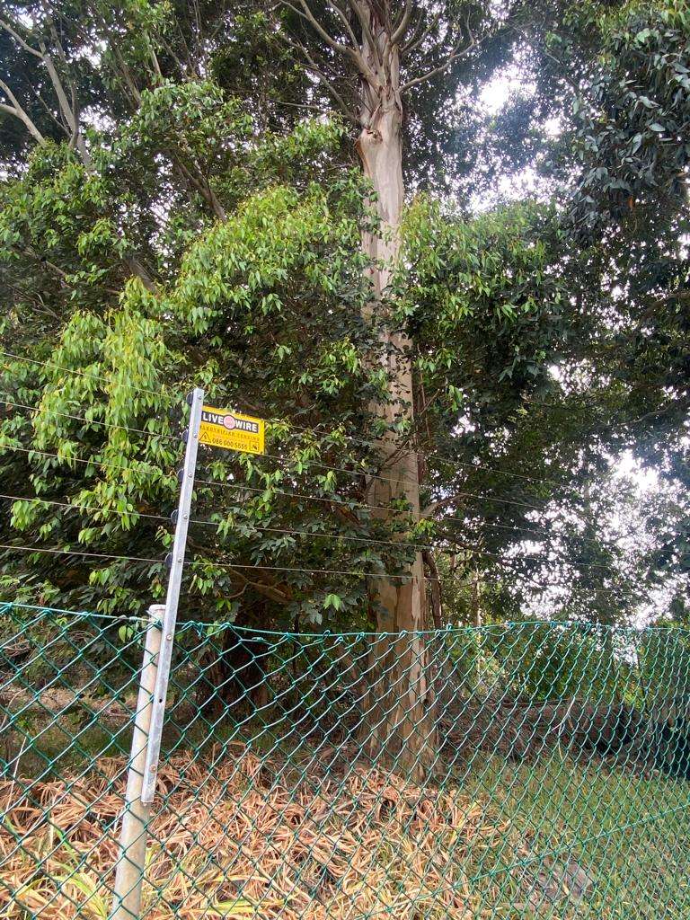 Urban conservation – An Update from Kenilworth Race Course Conservation Area, photo 11