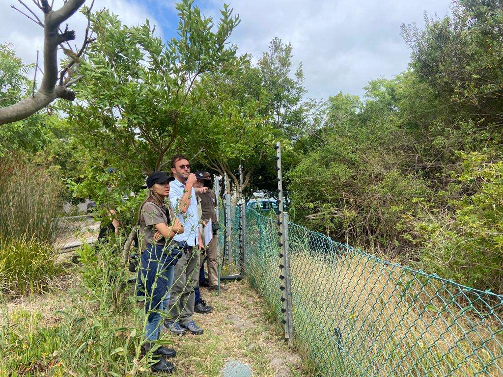 Urban conservation – An Update from Kenilworth Race Course Conservation Area, photo 15