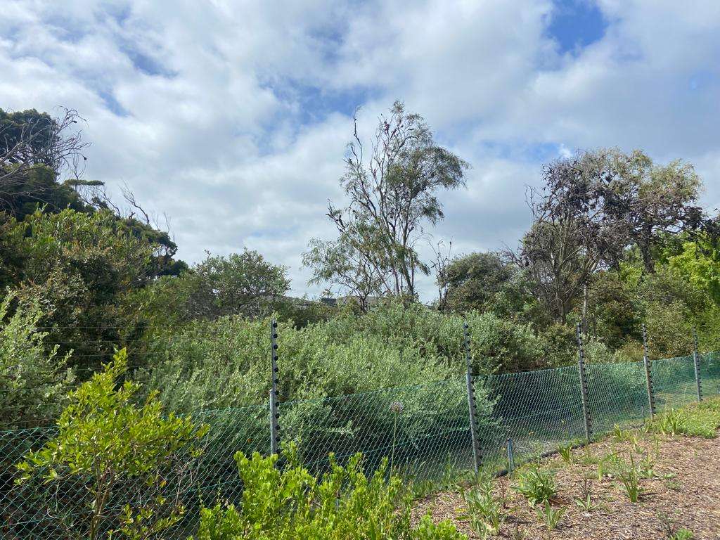 Urban conservation – An Update from Kenilworth Race Course Conservation Area, photo 16