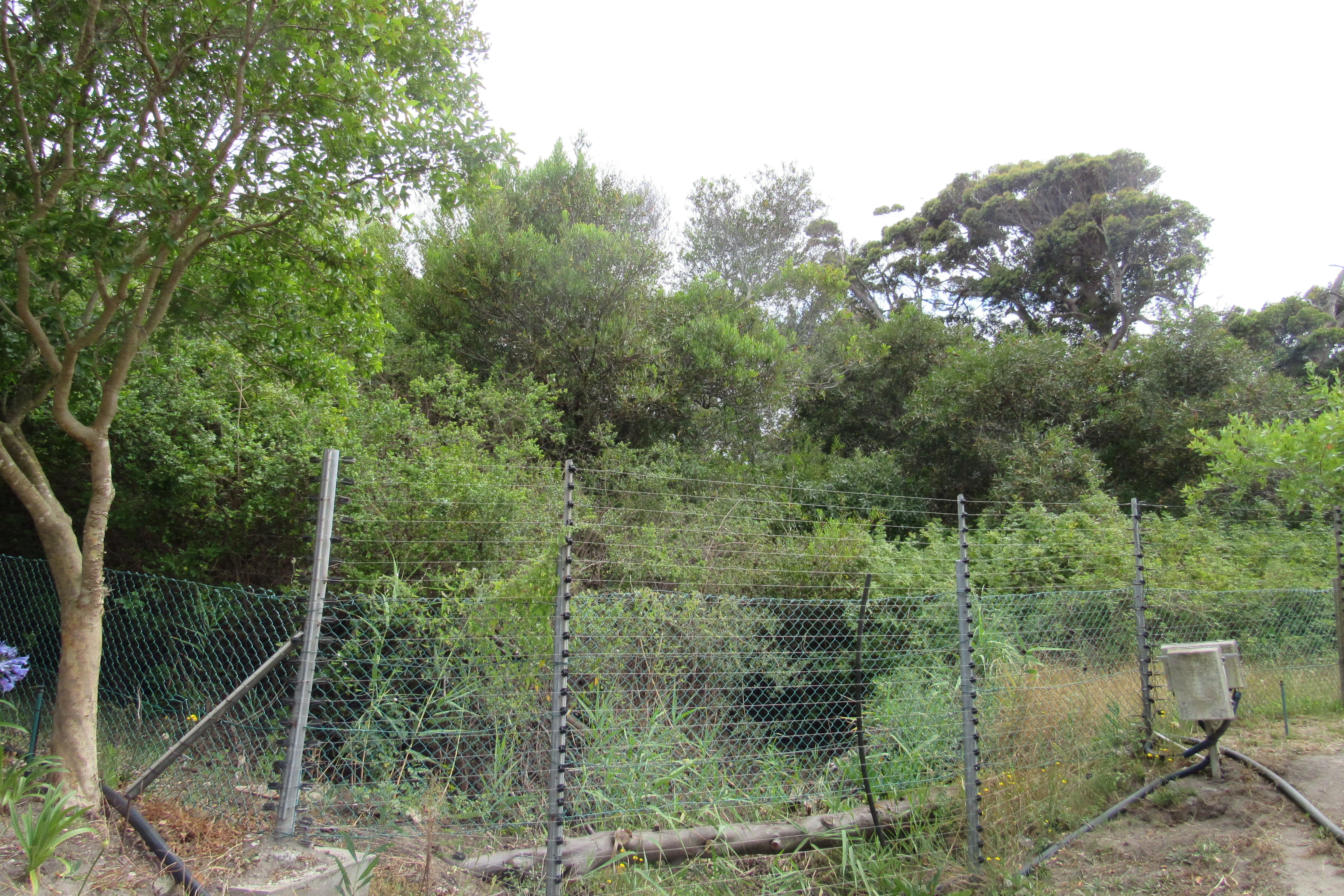 Urban conservation – An Update from Kenilworth Race Course Conservation Area, photo 2