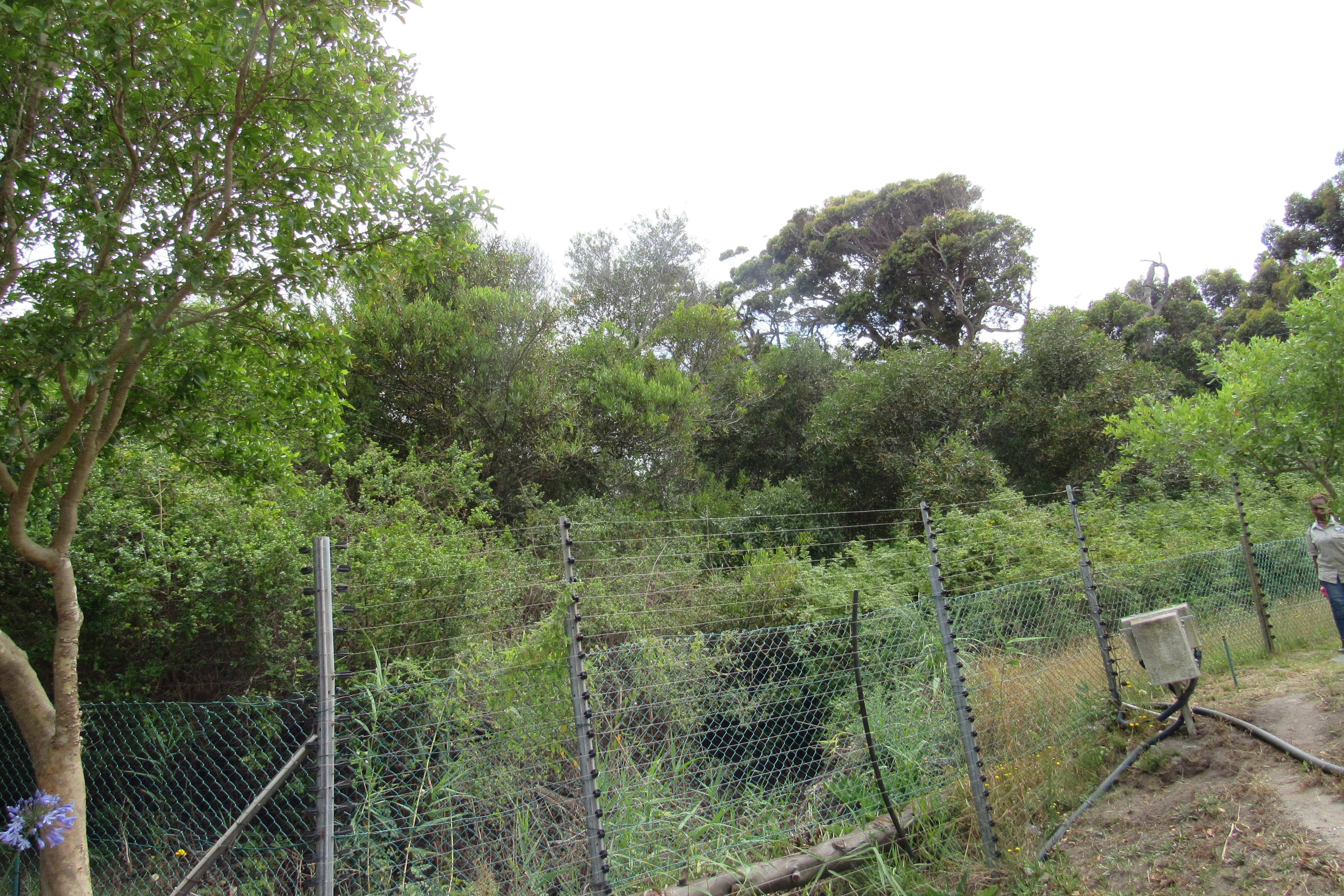Urban conservation – An Update from Kenilworth Race Course Conservation Area, photo 3