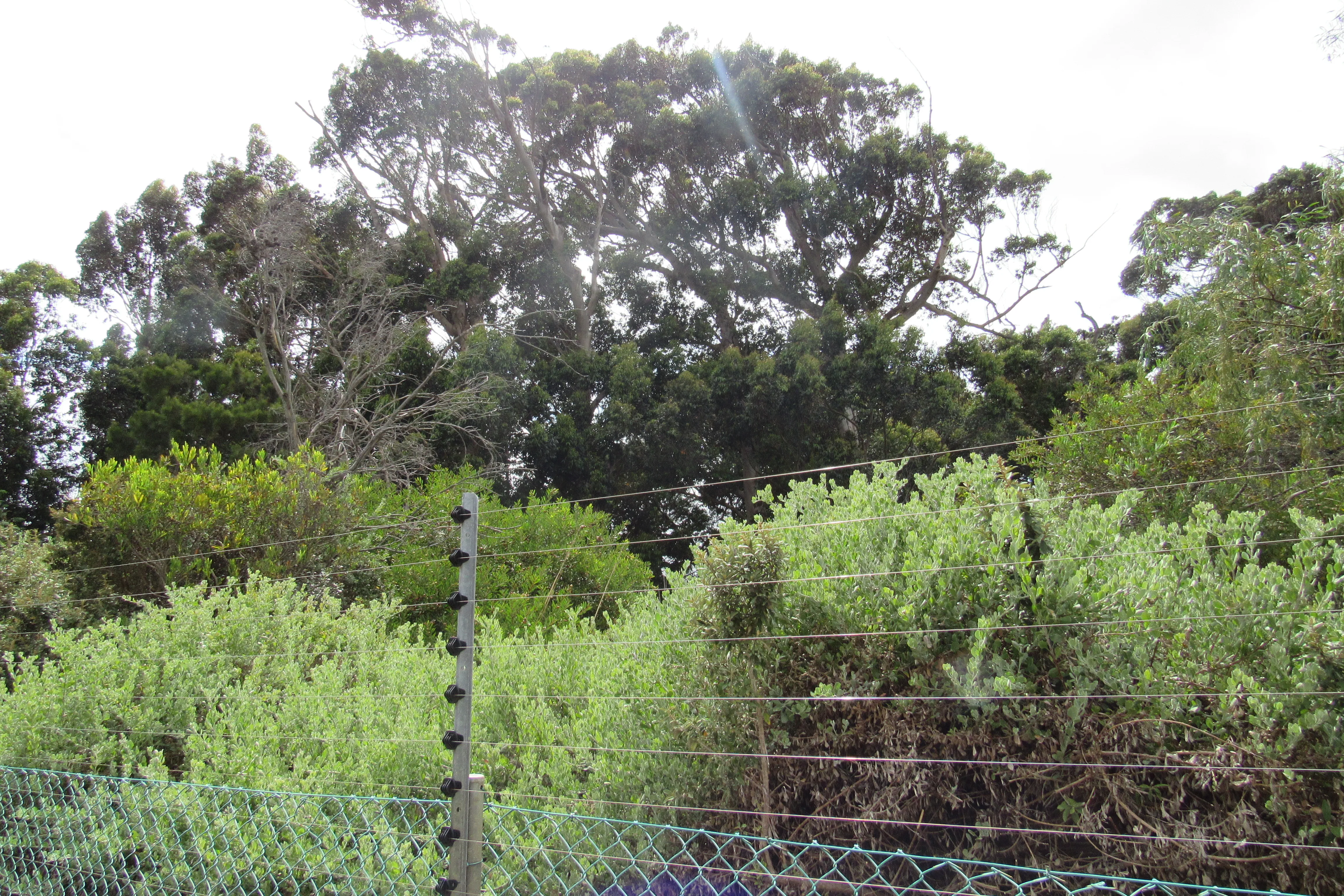Urban conservation – An Update from Kenilworth Race Course Conservation Area, photo 4