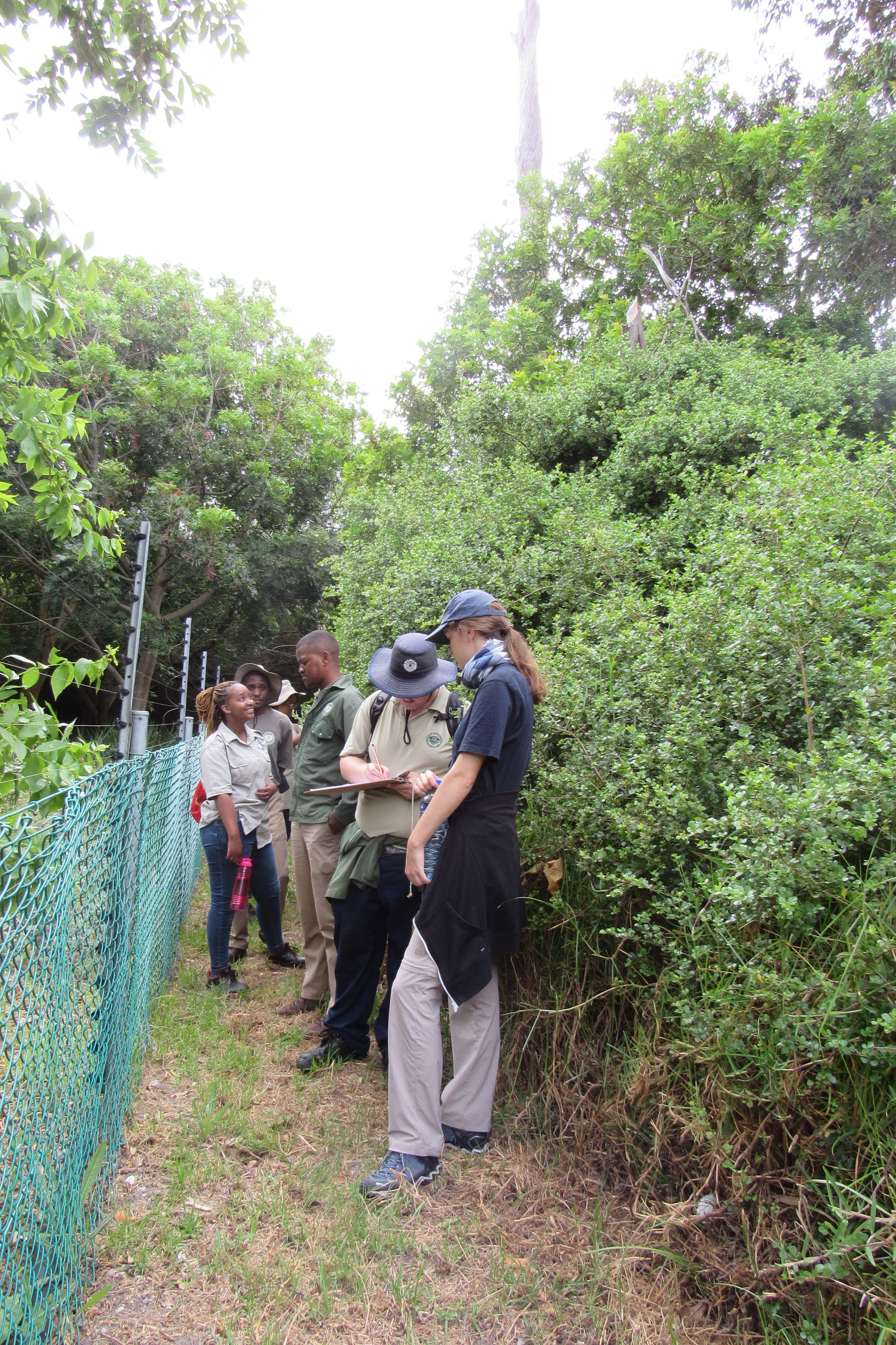 Urban conservation – An Update from Kenilworth Race Course Conservation Area, photo 5