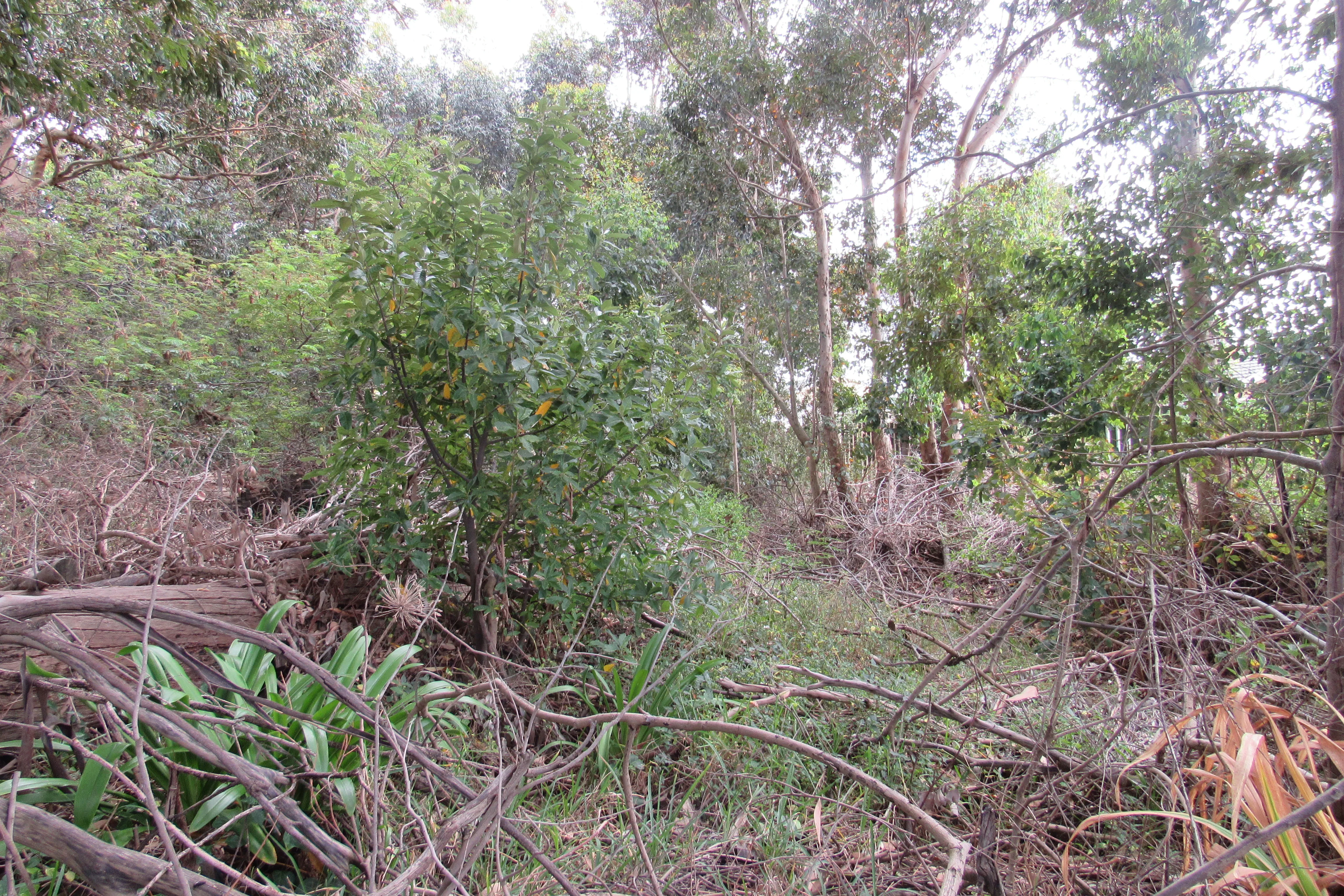 Urban conservation – An Update from Kenilworth Race Course Conservation Area, photo 8