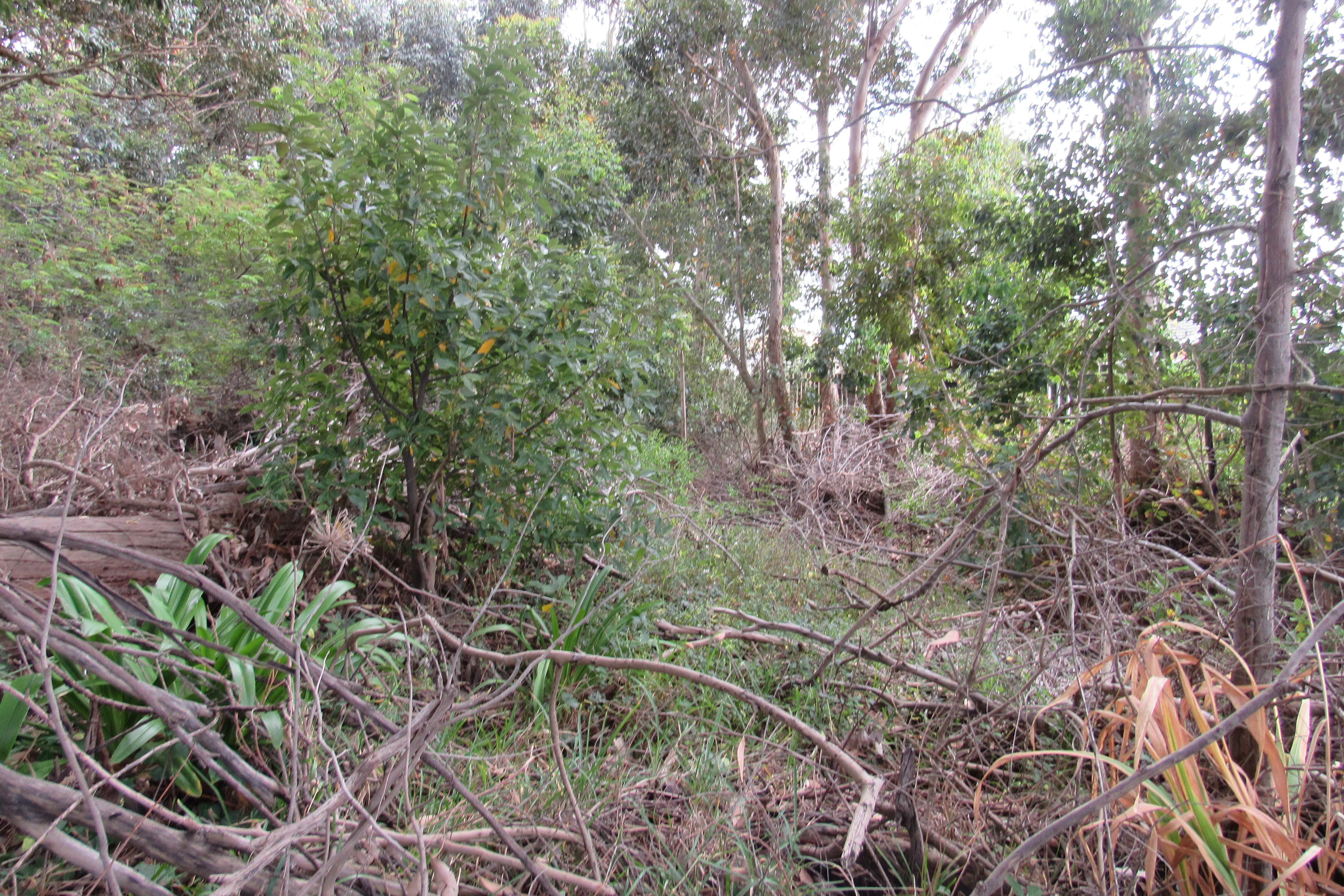 Urban conservation – An Update from Kenilworth Race Course Conservation Area, photo 9