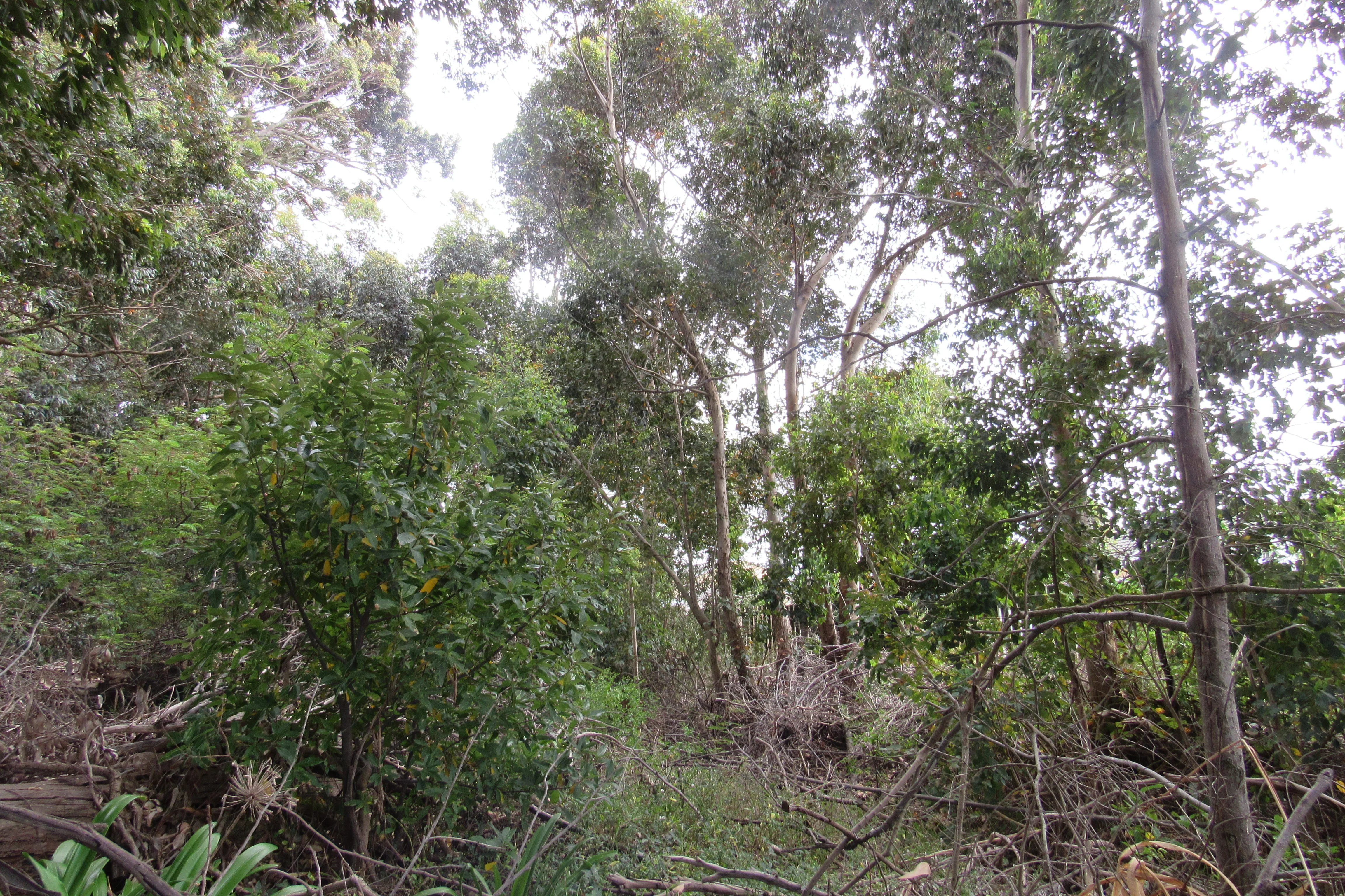 Urban conservation – An Update from Kenilworth Race Course Conservation Area, photo 10