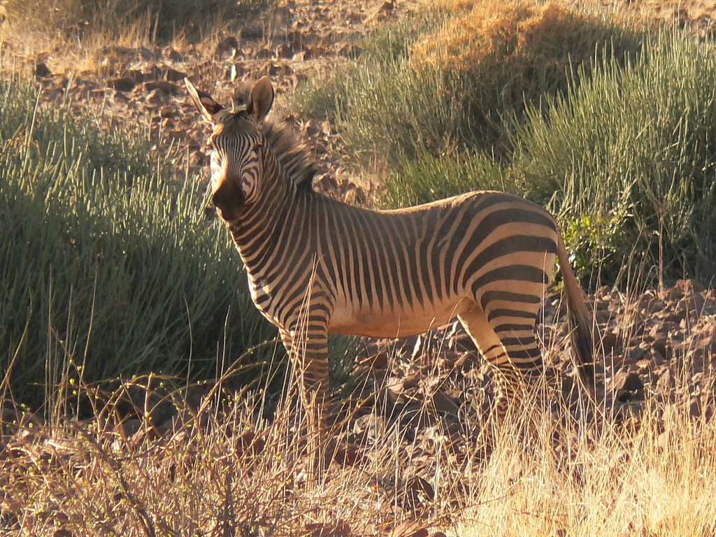 Celebrating International Zebra Day, photo 2